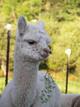 2012 Cria - Accoyo Bedazzled