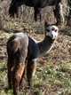 Raven's 2011 cria, Masquerade