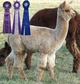 Champion daughter, Ideuma Creek's Peruvian Roslyn