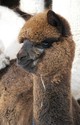 Marnia's 2011 cria, Clarence Clemons sired by Accoyo Invasion