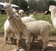 With 2009 Fawn Cria