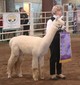 Strat Cria - Accoyo Eleoquence owned by Canterbury Farms Alpacas