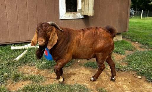 Boer Buck Aug 2024 