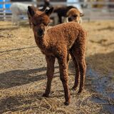 Kamea- Kona's (at side) fall 2024 female cria