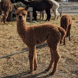 Manny (at side) - Fall 2024 male cria