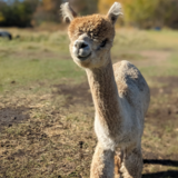 Maui in Oct 2024- Insanity's 2020 cria