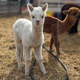 Cecilia (at side)- Fall 2024 female cria