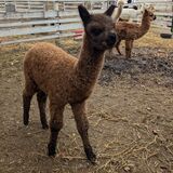 Keanu- at side fall 2024 male cria