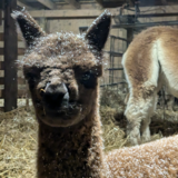 alpaca for sale