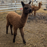 alpaca for sale