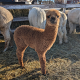 alpaca for sale