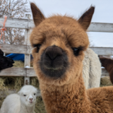 alpaca for sale