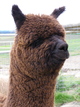 Conrad Hilton, a happy alpaca!