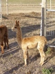 MF male cria - nice!  1 month