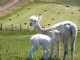 Anna w/day old cria, 'Maggie'