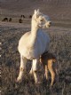 Anna w/newborn F cria 'Monroe'