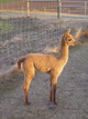 F 2010 cria out of PHA Maximus