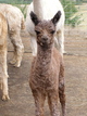 Rowan @ six days old.