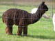 Sandoval @ 5 yrs., pre-shearing.