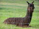 Sandoval @ 5 yrs., pre-shearing..