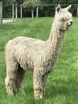 alpaca for sale