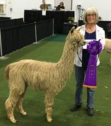 alpaca for sale