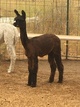 1st Cria, female!