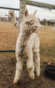 A Real Looker as a cria!