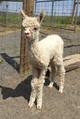 First Cria, Salvatori's Seniorita