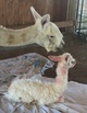 Donatella's first cria by Windfall