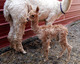 Jasmine & Male Cria