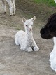 Such a cute cria!