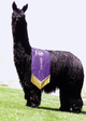 Fawna's Sire: Kobe of PVA