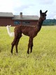 2017 Silver Granite Cria, Delta