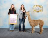 alpaca for sale