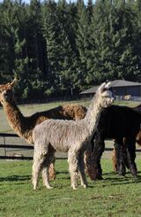 alpaca for sale