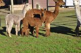 alpaca for sale