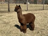 alpaca for sale