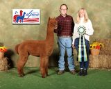 Best Bred&Owned 2024 American Alpaca Showcase