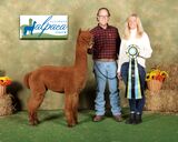 Best Bred&Owned 2024 Illinois Alpaca Show