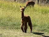 alpaca for sale