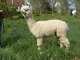 2008 4x Champion cria