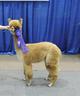 2011 Champion cria!