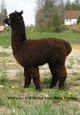 2010 Cria - low micron true black!