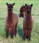 2012, Alpaca Outback cria Onyx and Mocha