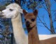 Gloria (usual dark cria from white)