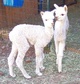 2010 Cria Bellagio (on left)