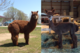 pre and post shearing, yearling. Conformation!