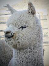 alpaca for sale