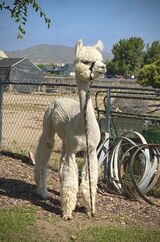 alpaca for sale